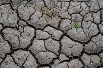 Cracked ground during a drought. A sprout of grass breaks through the dry ground. 