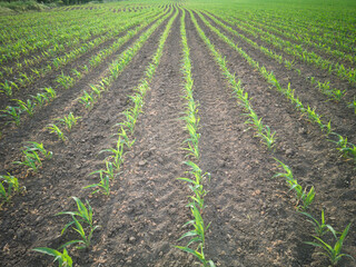 Fototapeta na wymiar Young corn grows in the field