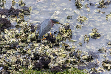 Hermosa garcita verde de pie sobre un montón de ostras en un lago en un día soleado.