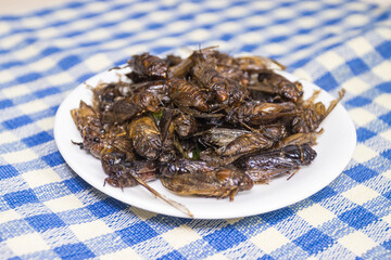 Deep fried Cicada Thai Food protein the normal traditional local Thai