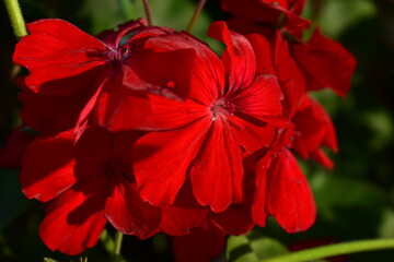 dark red flowers of Pelargonium with dark green background