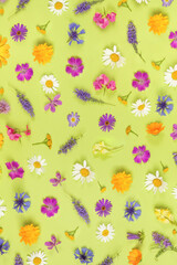 Pattern of colorful wild flowers on a green background, as a backdrop or texture. Spring, summer wallpaper for your design. Top view Flat lay