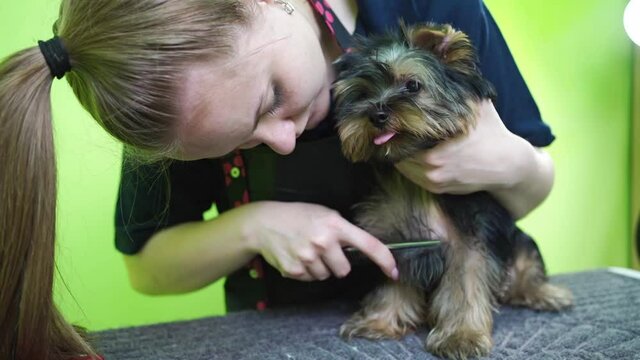 Groomer combs of Yorkshire Terrier. extras at the pet store