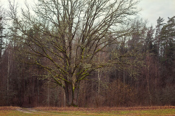 Obraz premium beautiful tree with moss on a spring day 