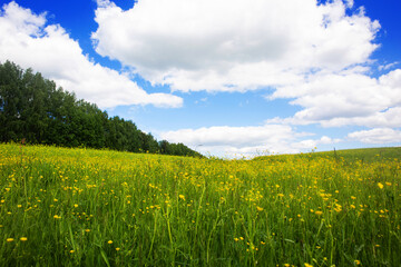 yellow field of rapeseed flowers against a blue sky with clouds. Crop production in Russia
