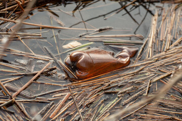 brown pasta bottle in dirty pond water. Ecology concept
