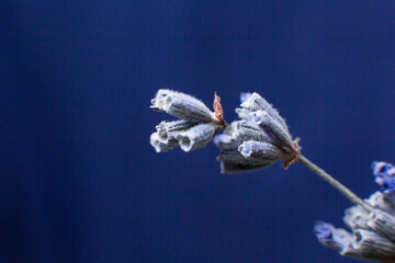 small blue flowers on a dark blue background close-up
