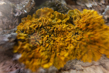 yellow moss on a tree close-up
