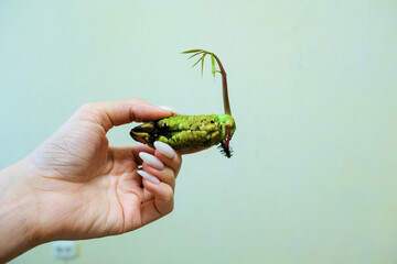 Green sprout of mango seeds in a female hand