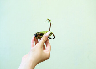 Green sprout of mango seeds in a female hand