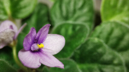 Purple saintpaulia violet flower on background of green leaves close-up