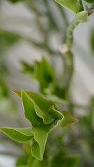 green leaf image in plant