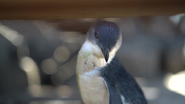 Close up shot of Australian little penguin looking around outdoors during sunny day