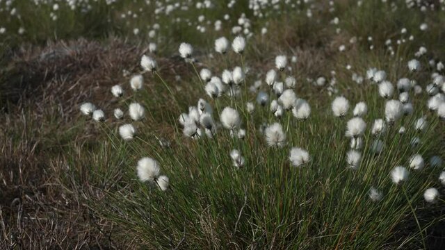 Cotton Grass (Eriophorum angustifolium).
Flower heads bobbing wildly in the wind - June 2021, North York Moors