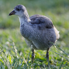 American Coot juvenile foraging on  grass. Santa Clara County, California, USA.