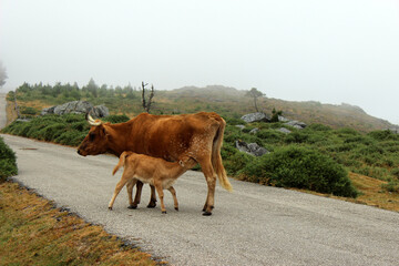 Calf suckling in the middle of the road in the Curota mountain.