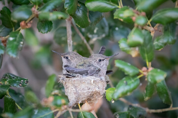 Baby Hummingbird in the Nest