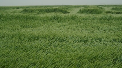 Wheat field after a strong hurricane. Consequences of heavy rains. A spoiled wheat crop. Ears of wheat lying on the ground.