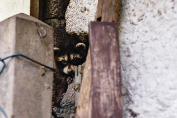 Wild racoon between houses. Racoons plague in Germany. Animals destroy buildings. © Irina Schmidt