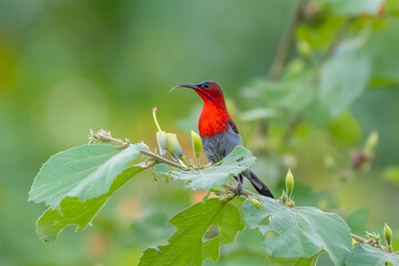 Beautiful bird, male of Crimson Sunbird (Aethopyga siparaja) perching on a branch.