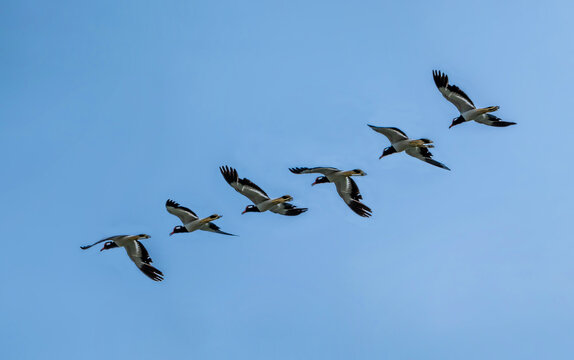 Image of birds flying in the sky. Wild Animals. Red-wattled lapwing bird(Vanellus indicus).