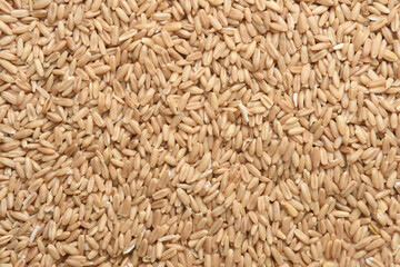 textured of peeled barley on white background