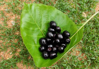 Java plum black fruits image