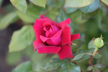 pink rose garden, big flowers