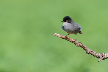 Sardinian Warbler Sylvia melanocephala male bird perched on branch plain green background
