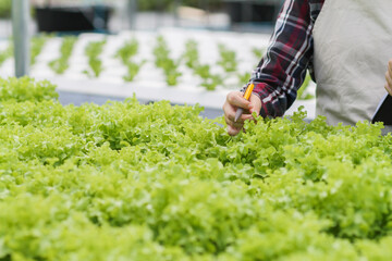 Young women are harvesting organic vegetables from hydroponics to grow vegetables that are healthy. Growing with a hydroponic system, resulting in organic vegetables that the market needs.