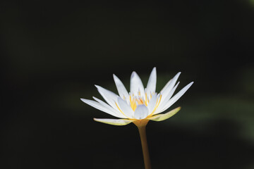 水辺に咲くスイレンの花