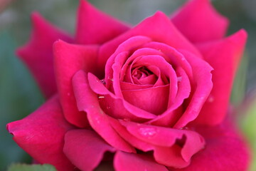 big pink rose