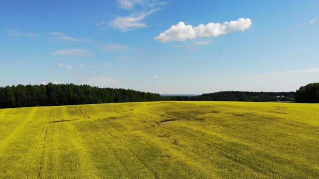 yellow rapeseed flower field sunny day with blue sky, sping time, shot from drone aerial