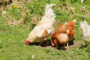 Brown hens and yellow rooster on the farm. Chickens walk on the grass in the farmyard. Selective focus.