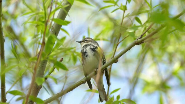 Yellow-rumped warbler (Setophaga coronata) in brushy habitat in Canada. North American migrating bird