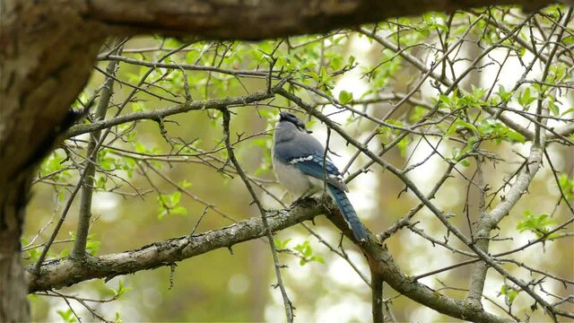 blue jay bird (Cyanocitta cristata) perched on a branch in Canadian forest