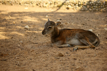 A small fawn lies and rests on the ground without its mother