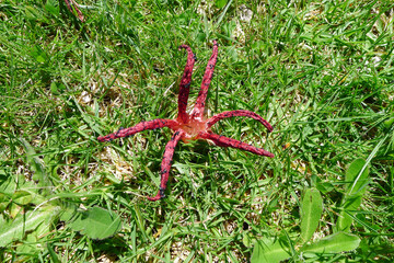 uniquely shaped a red mushroom