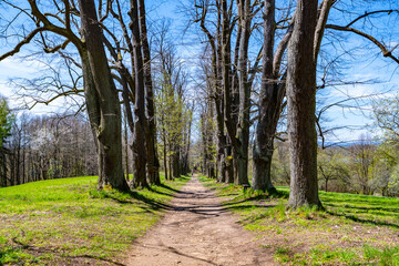 Linden tree alley with dusty country road. Near Lemberk Castle, Czech Republic