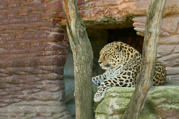 leopard resting in the zoo, and looking around in peace