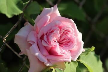 pink rose in the garden