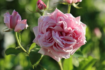 pink rose in the garden