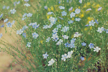 field of daisies