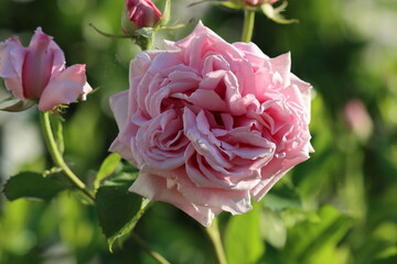 pink rose in the garden