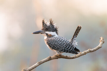 Crested kingfisher black and white bird.