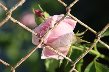 pink rose in the garden