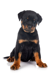 puppy rottweiler in studio