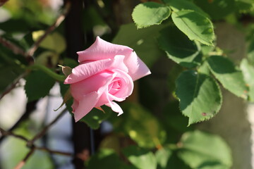pink rose in the garden