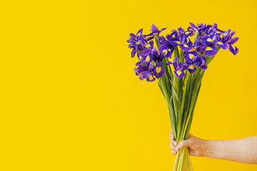 Hand holds bouquet of blue irises on yellow background. Birthday, March 8 Women's Day, love and congratulatory concept. banner with copy space for text