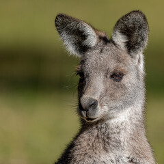 Eastern Grey Kangaroo (Macropus giganteus) © Andrew